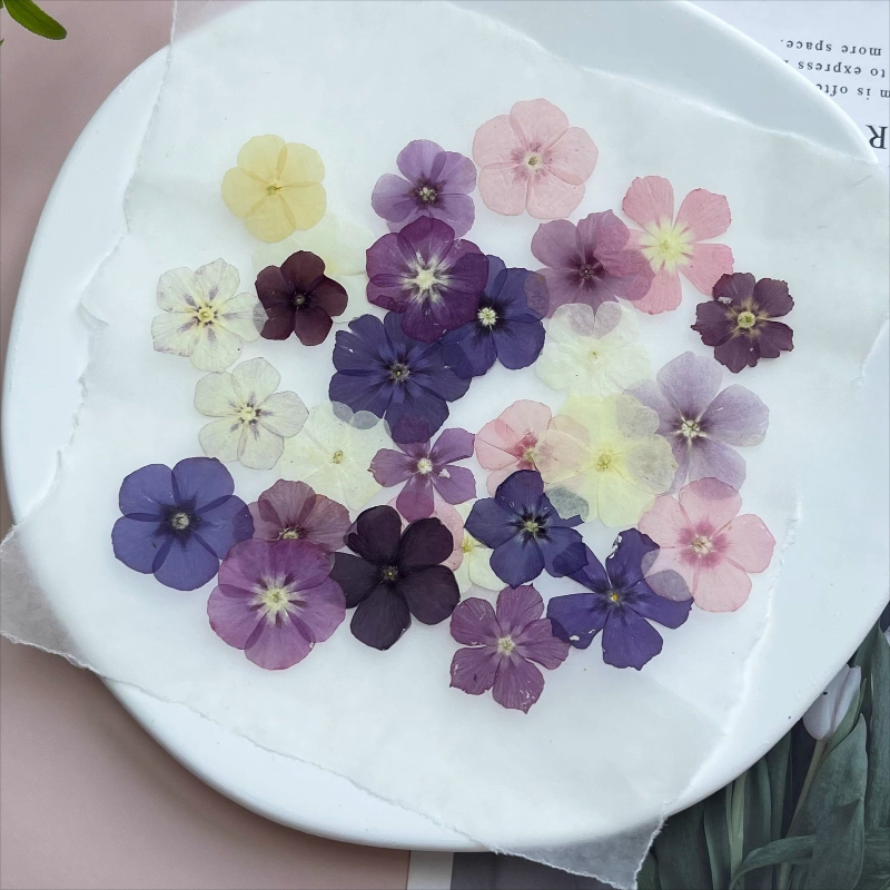 12 قطعة، زهور مجففة مضغوطة شبه - مراجعة Resin Art Case وسعره