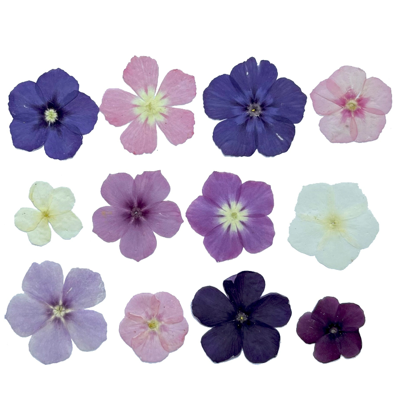 12 قطعة، زهور مجففة مضغوطة شبه - مراجعة Resin Art Case وسعره